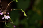 Nakedflower ticktrefoil